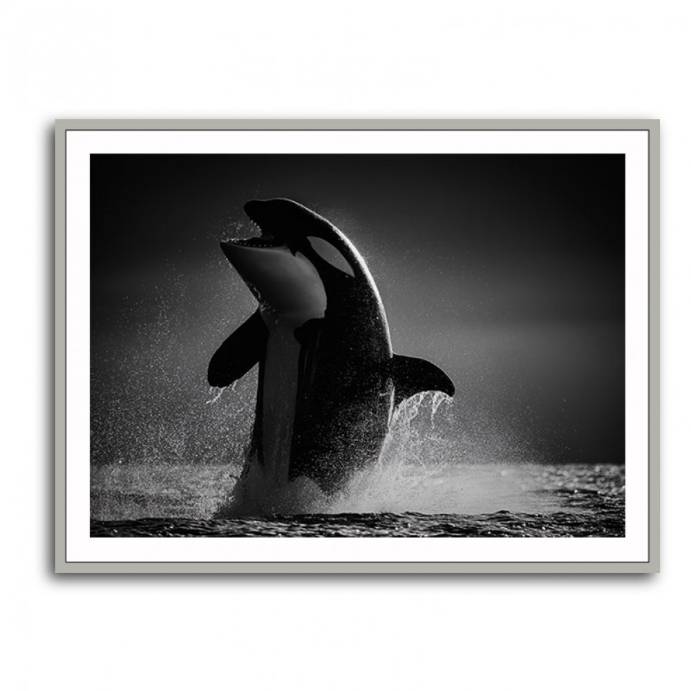 The Orca Dance The Orca Dance