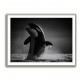 The Orca Dance The Orca Dance