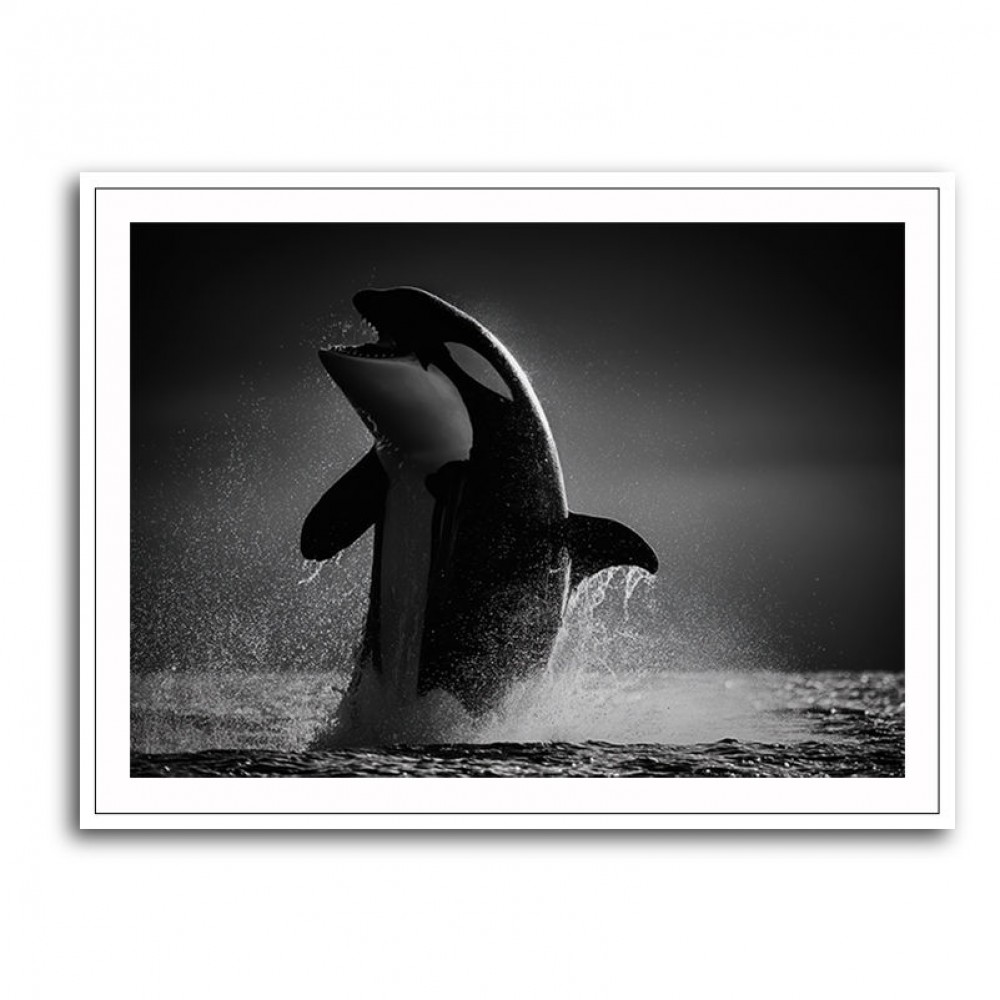 The Orca Dance The Orca Dance