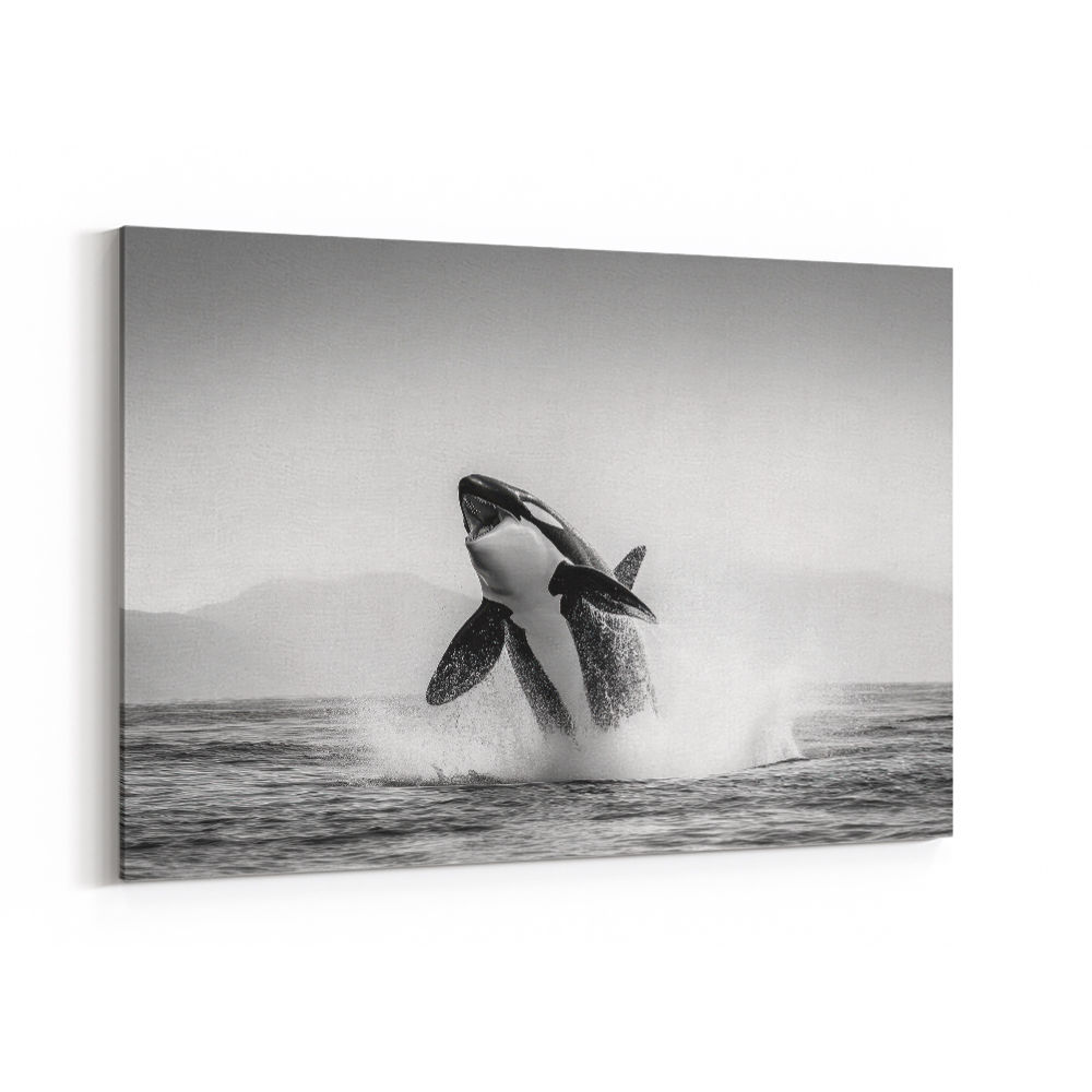 Orca Play Orca Play