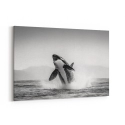 Orca Play