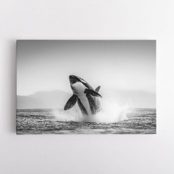 Orca Play