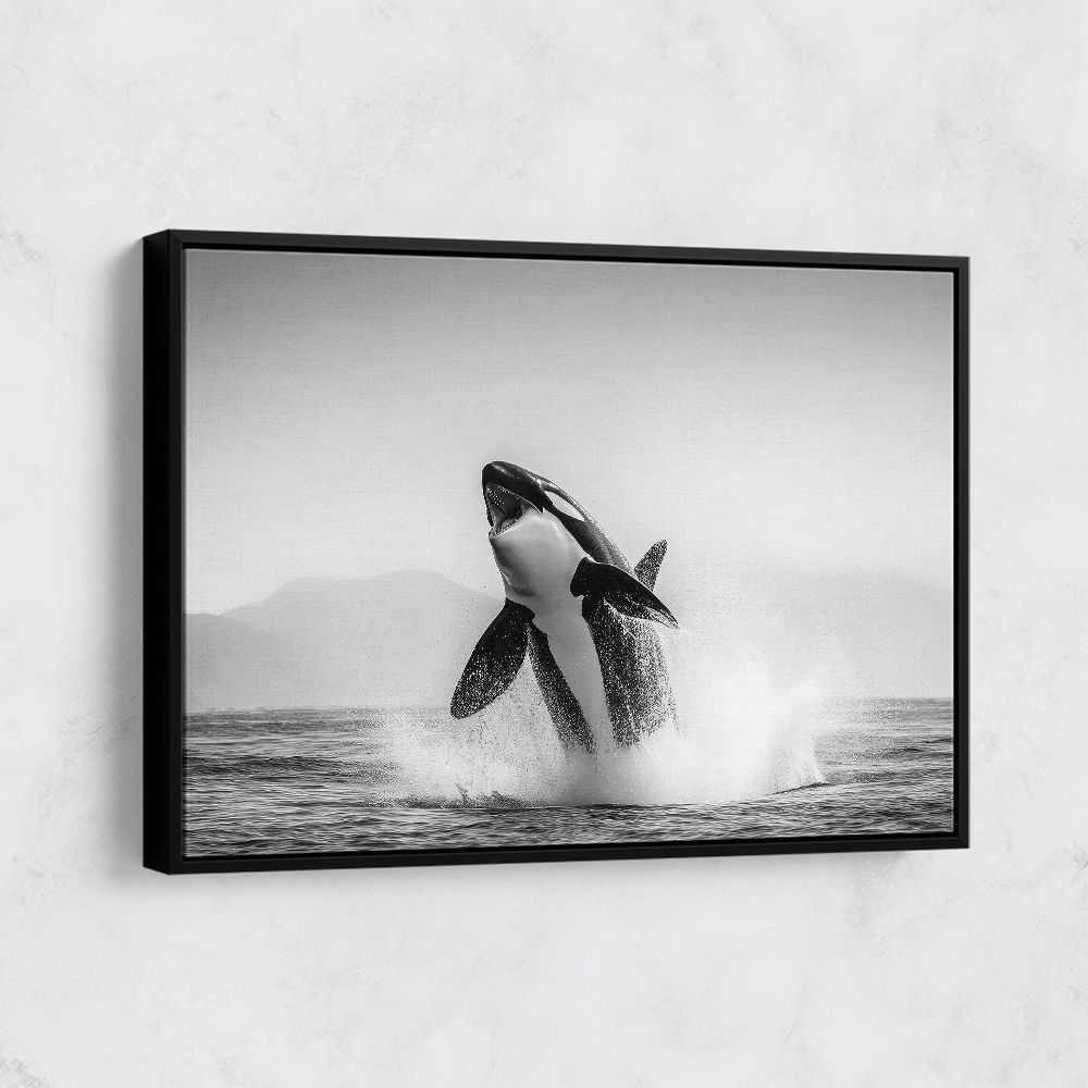 Orca Play Orca Play