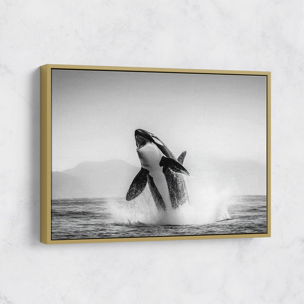 Orca Play Orca Play