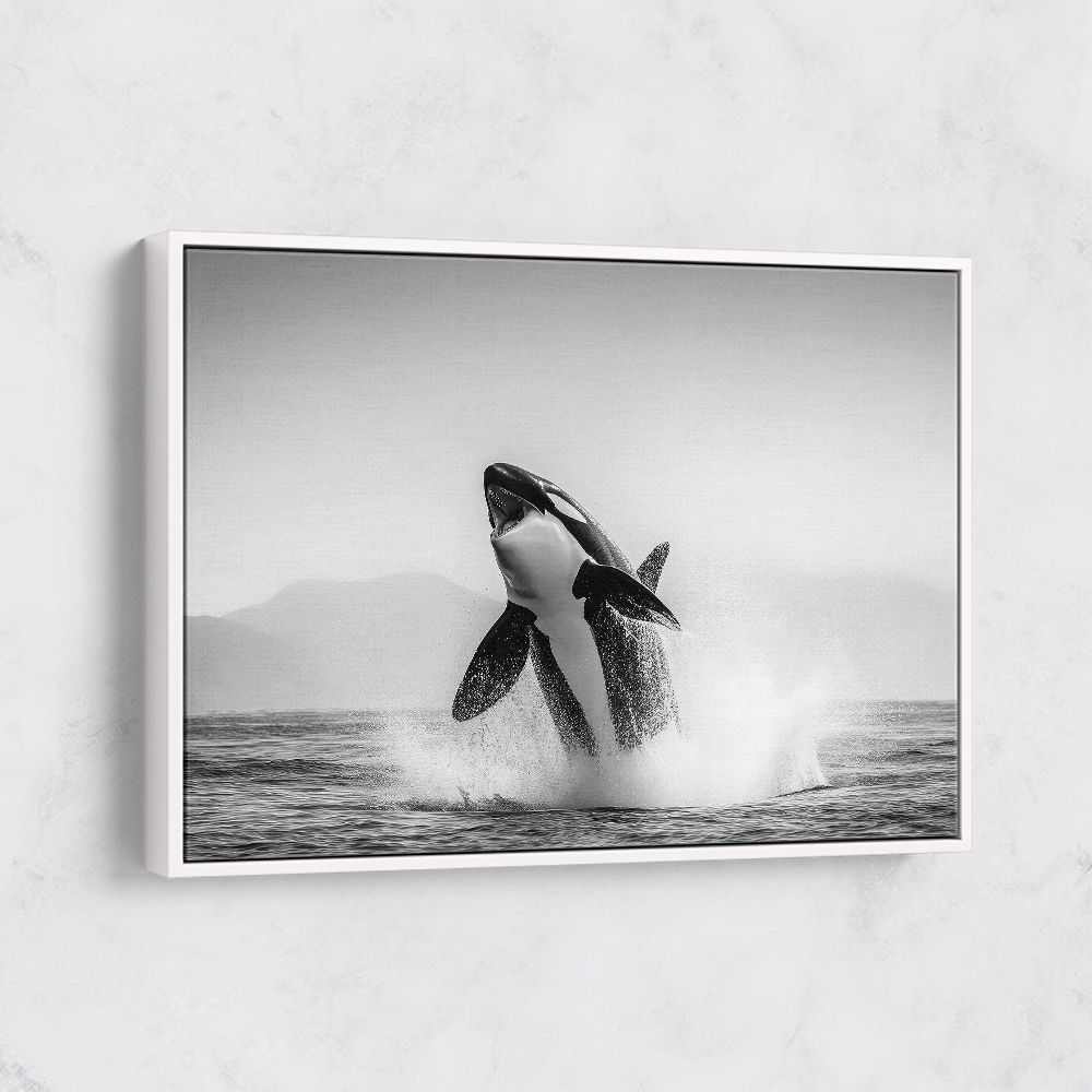 Orca Play Orca Play