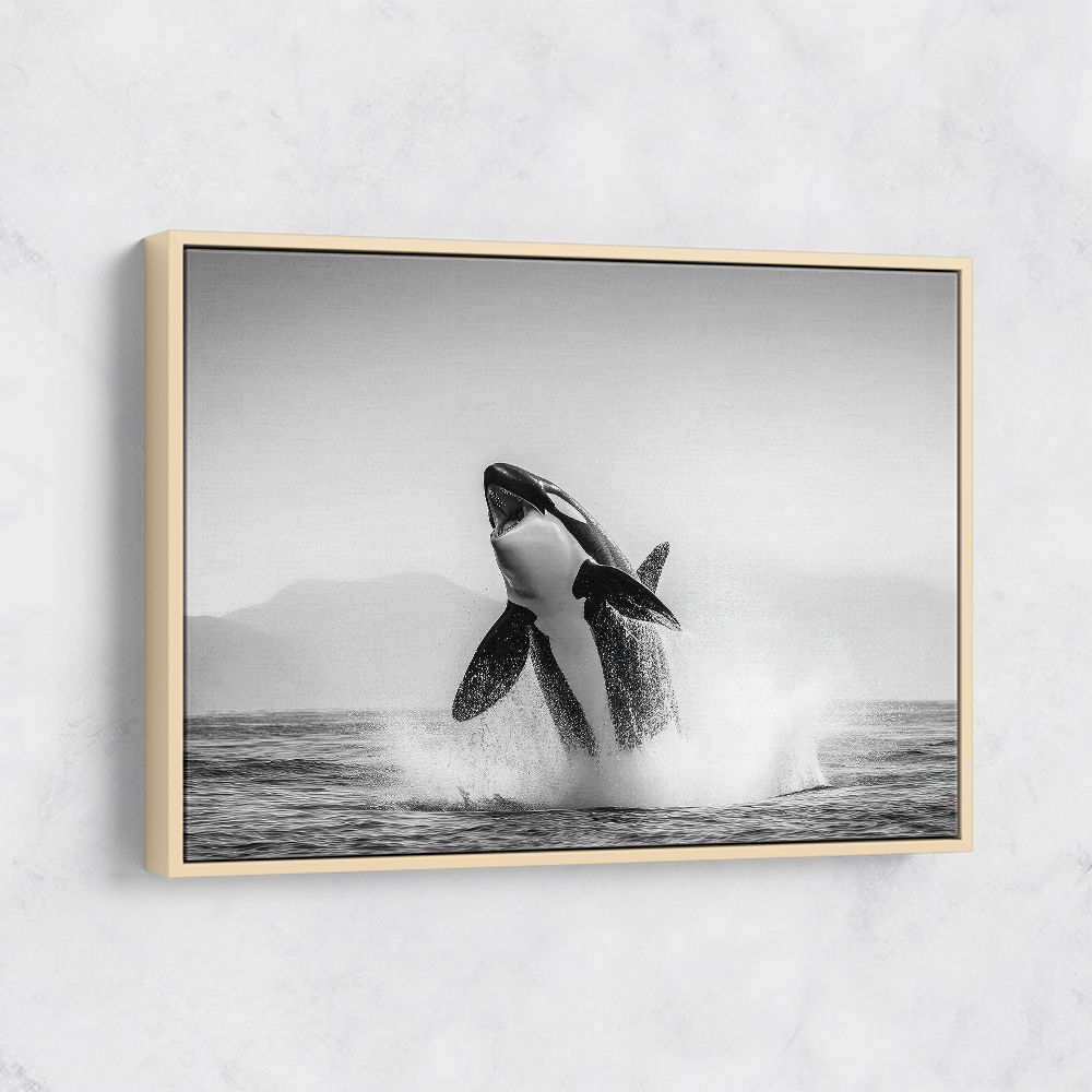 Orca Play Orca Play