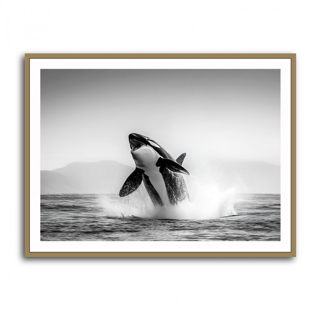 Orca Play Orca Play