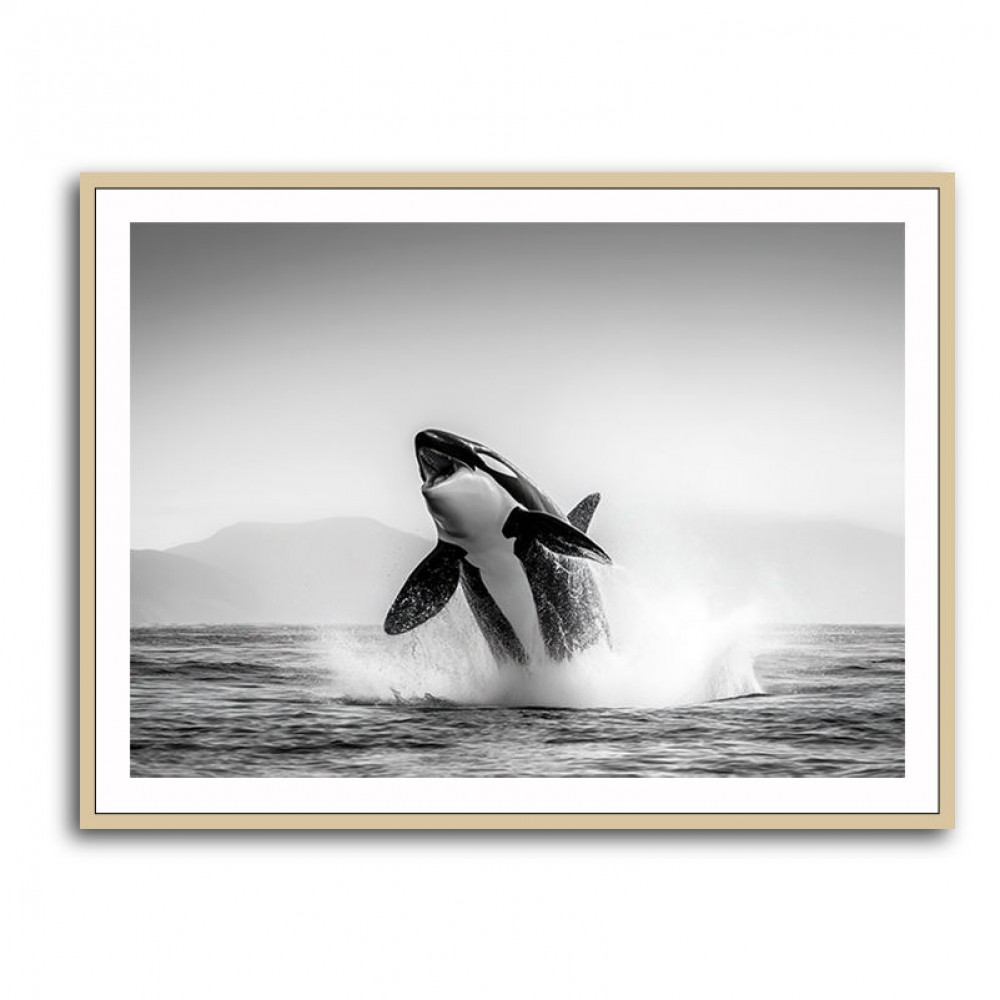 Orca Play Orca Play