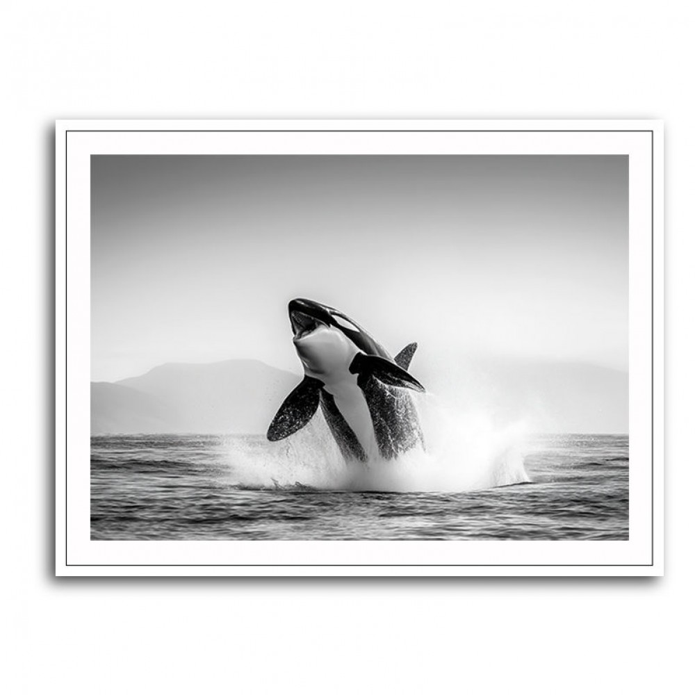 Orca Play Orca Play