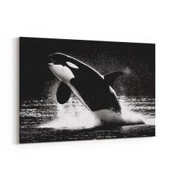 Flying Orca