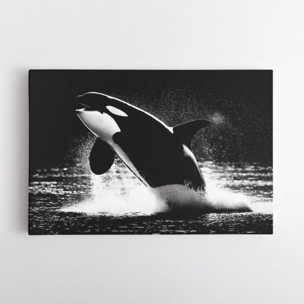 Flying Orca Flying Orca