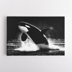 Flying Orca