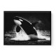 Flying Orca Flying Orca