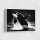 Flying Orca Flying Orca