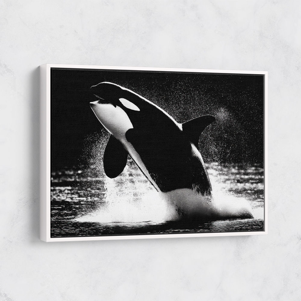 Flying Orca Flying Orca