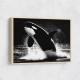 Flying Orca Flying Orca
