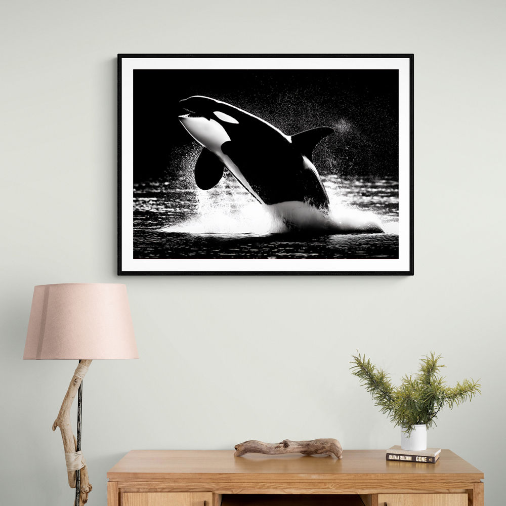 Flying Orca Flying Orca