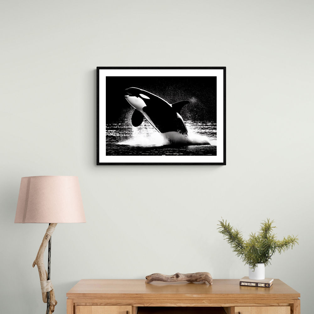Flying Orca Flying Orca