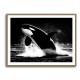 Flying Orca Flying Orca
