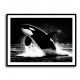Flying Orca Flying Orca