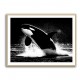 Flying Orca Flying Orca