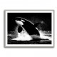 Flying Orca Flying Orca