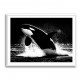 Flying Orca Flying Orca