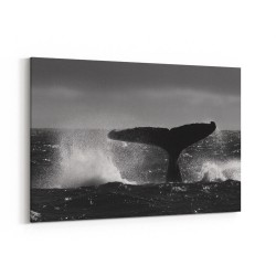 Tail Splash