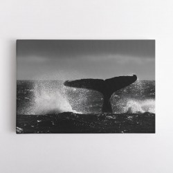 Tail Splash