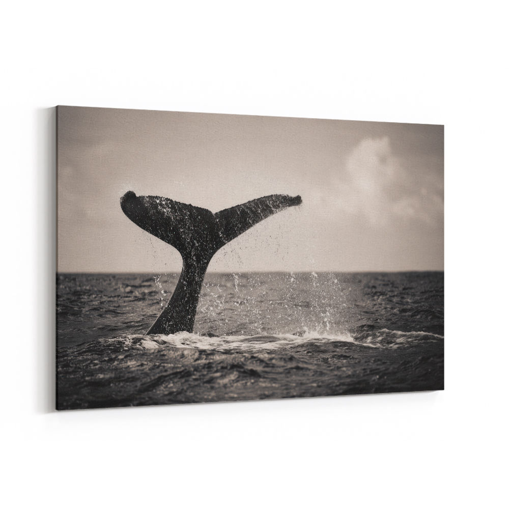 Whale Tail Whale Tail