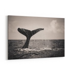 Whale Tail