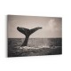 Whale Tail Whale Tail