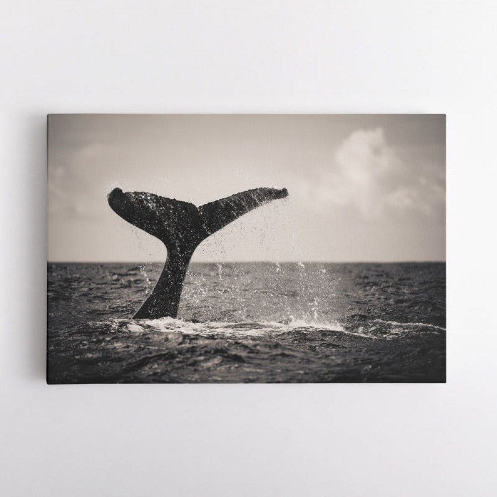 Whale Tail Whale Tail