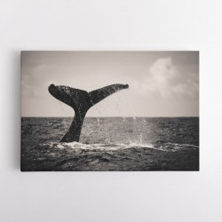 Whale Tail