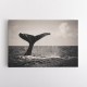 Whale Tail Whale Tail