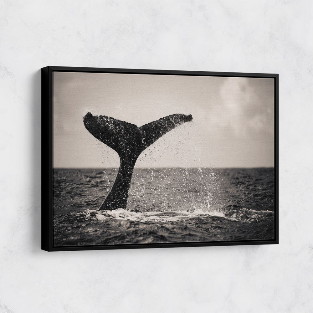 Whale Tail Whale Tail