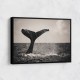 Whale Tail Whale Tail