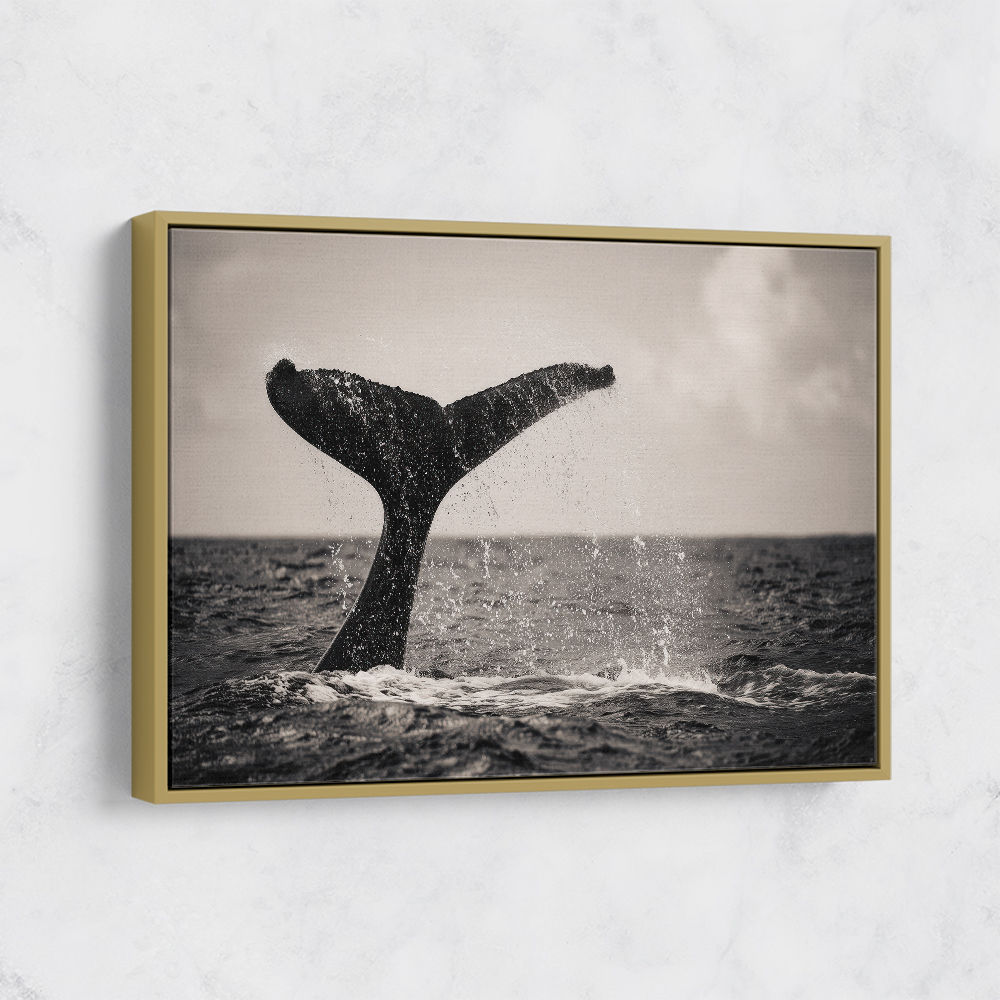Whale Tail Whale Tail
