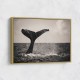 Whale Tail Whale Tail