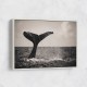 Whale Tail Whale Tail