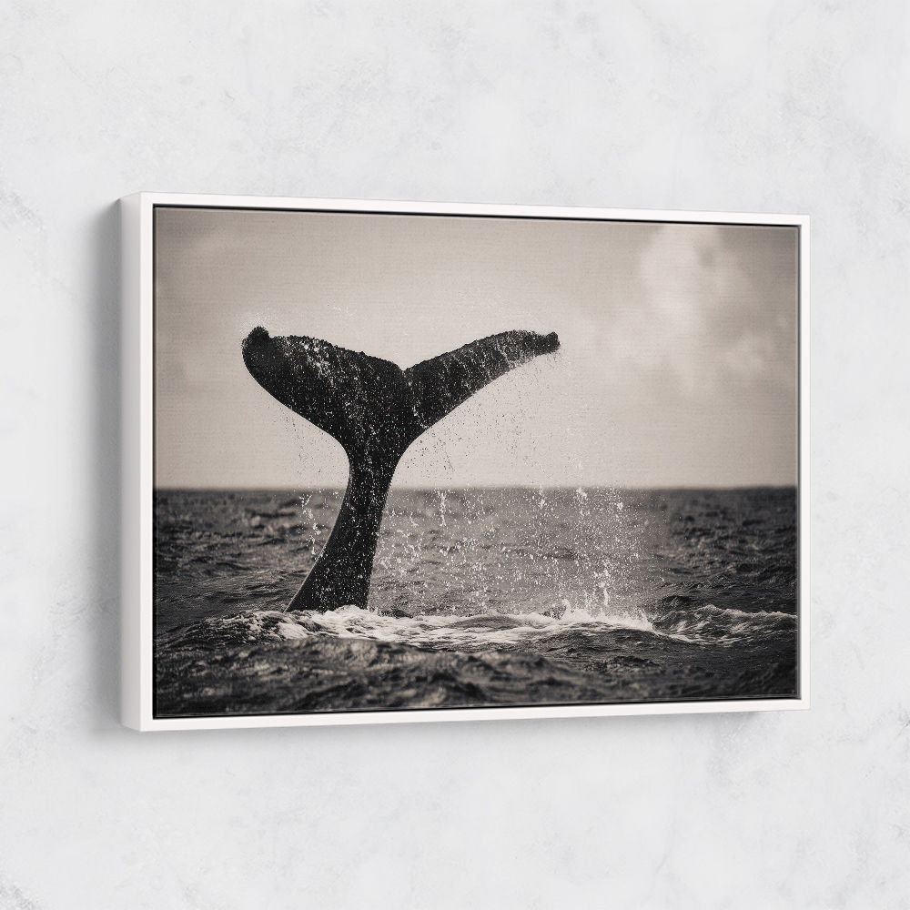 Whale Tail Whale Tail