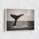 Whale Tail Whale Tail
