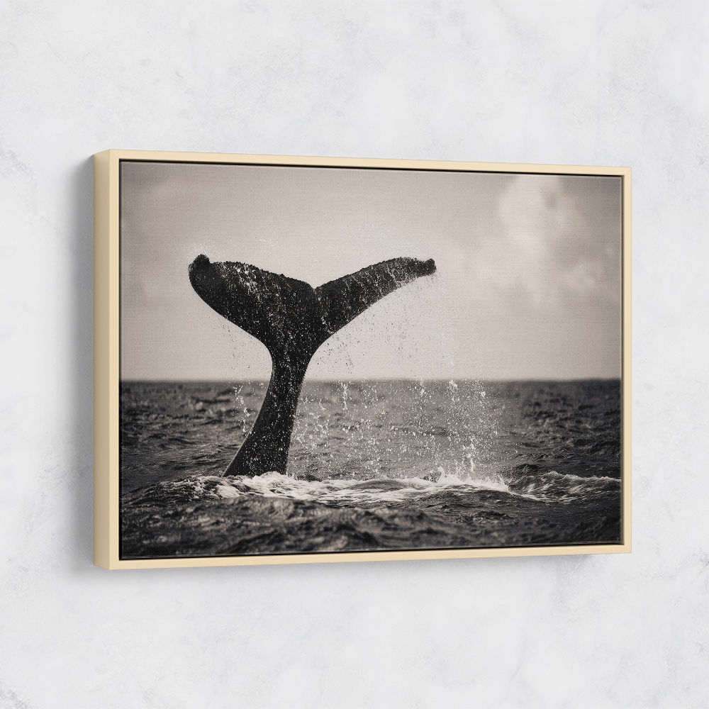 Whale Tail Whale Tail