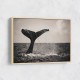 Whale Tail Whale Tail