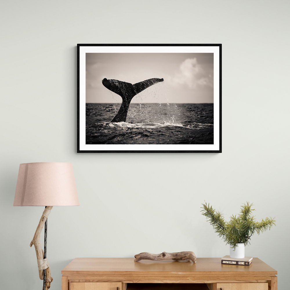 Whale Tail Whale Tail