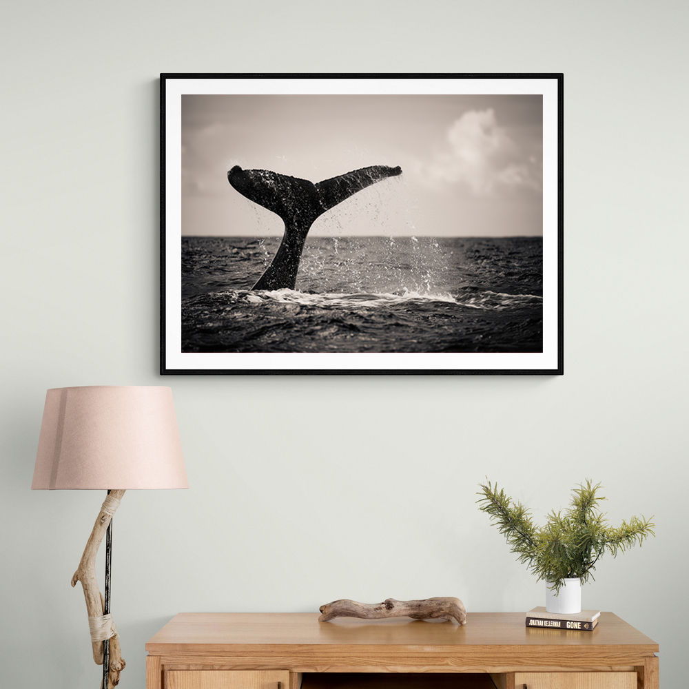 Whale Tail Whale Tail