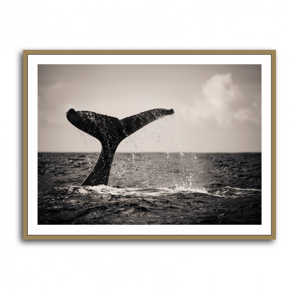 Whale Tail Whale Tail