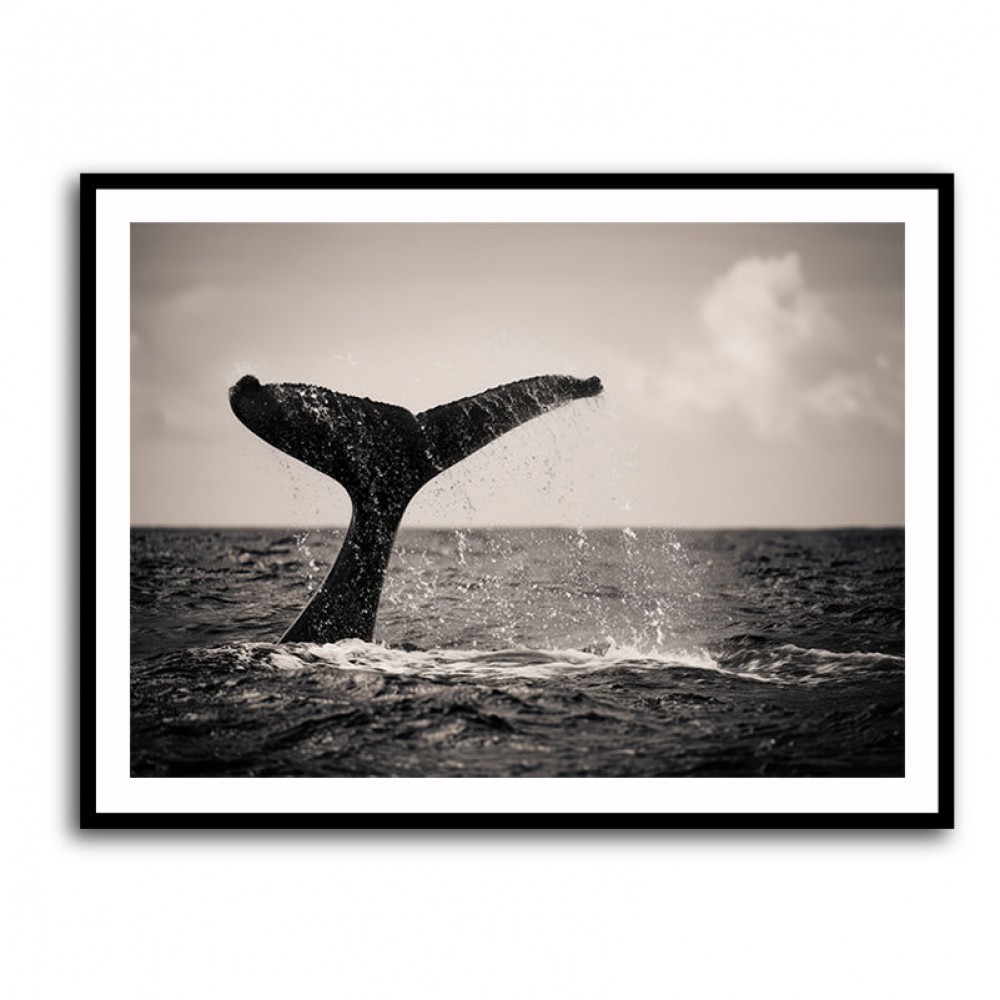 Whale Tail Whale Tail