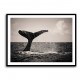 Whale Tail Whale Tail