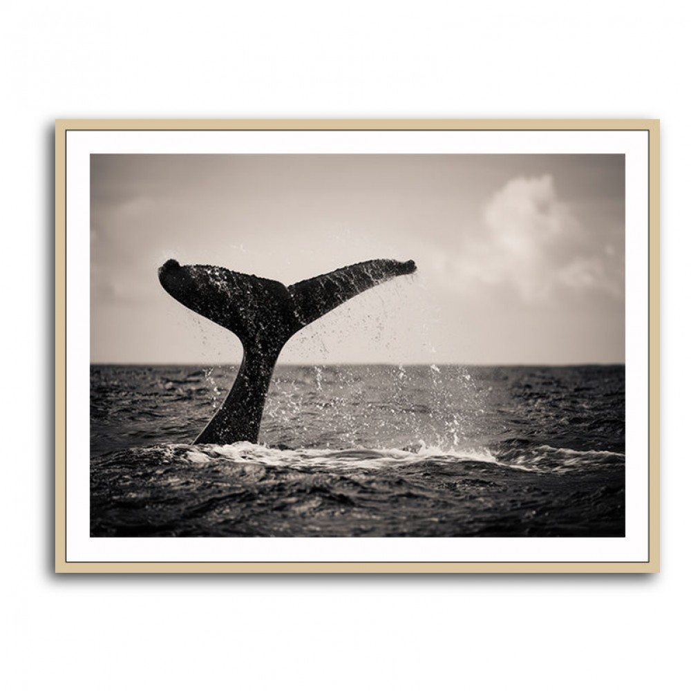 Whale Tail Whale Tail